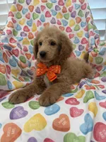 Leo , a male Poodle - Miniature  for sale in Merritt Island, FL – Photo 8 of 8