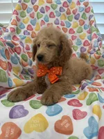 Leo , a male Poodle - Miniature  for sale in Merritt Island, FL – Photo 4 of 8