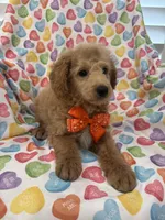 Leo , a male Poodle - Miniature  for sale in Merritt Island, FL – Photo 2 of 8