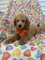Leo , a male Poodle - Miniature  for sale in Merritt Island, FL – Photo 1 of 8