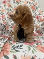 Colby , a male Cavapoo for sale in Merritt Island, FL – 2 of 10