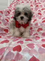 Gizmo , a male Mal Shi for sale in Merritt Island, FL – 7 of 10