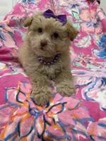 Lilly , a female Yorkipoo for sale in Merritt Island, FL – 2 of 10