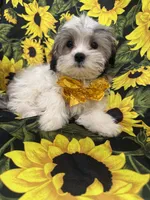 Maverick , a male Mal Shi for sale in Merritt Island, FL – 7 of 10