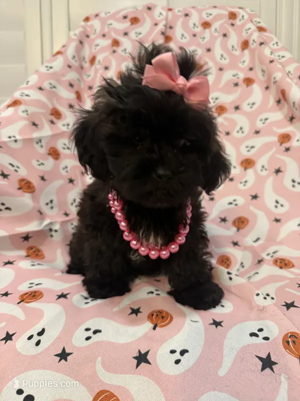 Jade  – Shihpoo puppy for sale in Merritt Island, FL