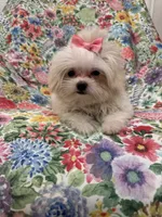 Lilly , a female Mal Shi for sale in Merritt Island, FL – 7 of 9