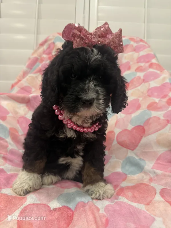 Bella  – Bernedoodle puppy for sale in Merritt Island, FL