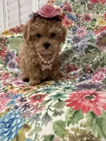 Lilly , a female Maltipoo for sale in Merritt Island, FL – 4 of 10