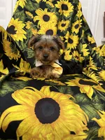 Scrappy , a male Yorkshire Terrier for sale in Merritt Island, FL – 7 of 7