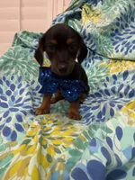 Tucker , a male Miniature Dachshund for sale in Merritt Island, FL – 4 of 5