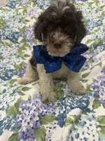Mocha , a female Poodle - Toy  for sale in Merritt Island, FL – 6 of 6