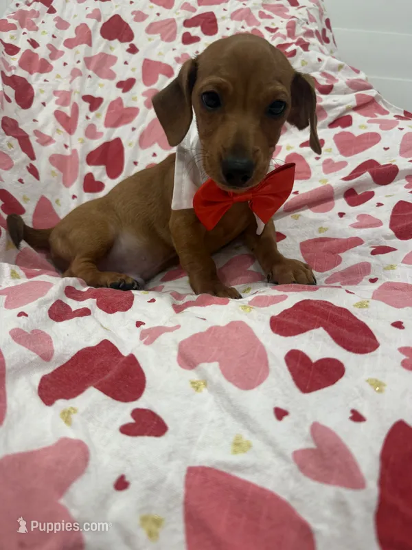 Tater Tot  – Miniature Dachshund puppy for sale in Merritt Island, FL