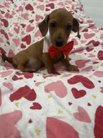 Tater Tot , a male Miniature Dachshund for sale in Merritt Island, FL – 1 of 10