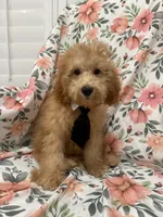 Cooper , a male Poodle - Miniature  for sale in Merritt Island, FL – 1 of 9