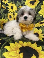 Maverick , a male Mal Shi for sale in Merritt Island, FL – 8 of 10