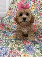 Marley , a female Cavapoo for sale in Merritt Island, FL – 8 of 10