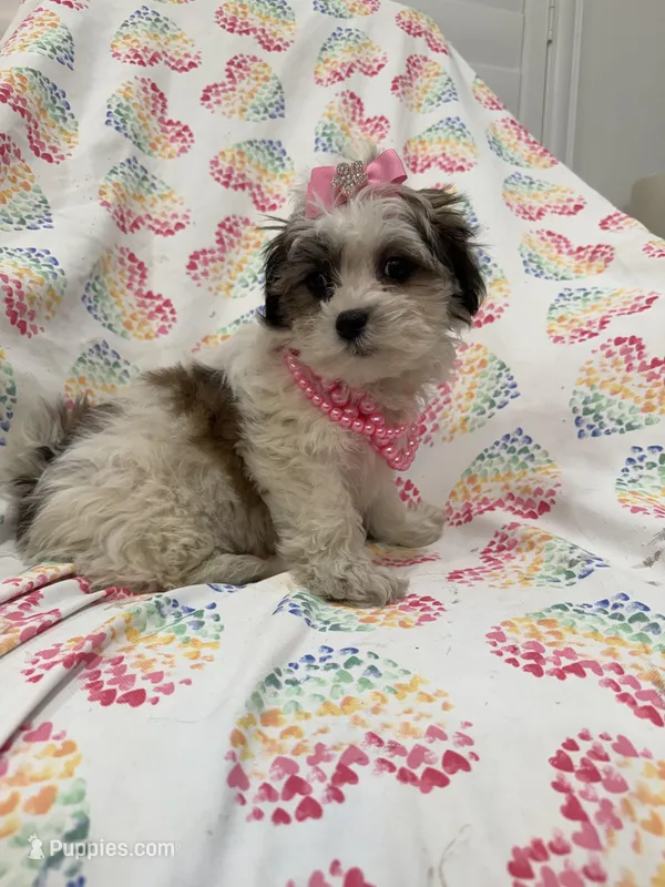 Bella  – Bichon Frise, Shih Tzu puppy for sale in Merritt Island, FL