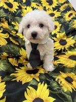 Milo , a male Bichon Frise for sale in Merritt Island, FL – 9 of 10