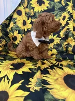 Cooper, a male Goldendoodle for sale in Merritt Island, FL – 6 of 8