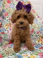 Violet , a female Poodle - Miniature  for sale in Merritt Island, FL – 3 of 10