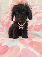 Pepper , a female Poodle - Miniature  and Cavachon for sale in Merritt Island, FL – 4 of 10