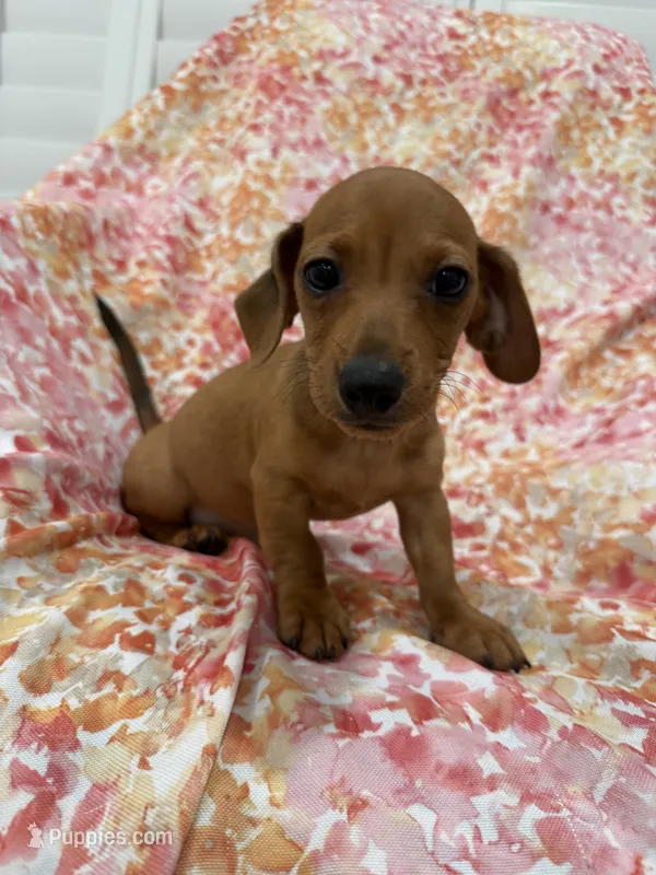 Tater Tot  – Miniature Dachshund puppy for sale in Merritt Island, FL