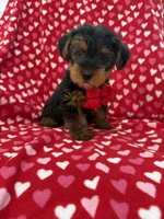 Hunter , a male Yorkshire Terrier for sale in Merritt Island, FL – 4 of 7