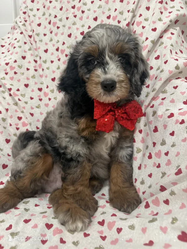 Merlin  – Bernedoodle puppy for sale in Merritt Island, FL