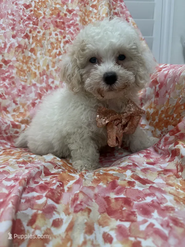 Remi  – Maltipoo puppy for sale in Merritt Island, FL