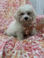 Remi , a male Maltipoo for sale in Merritt Island, FL – 1 of 8