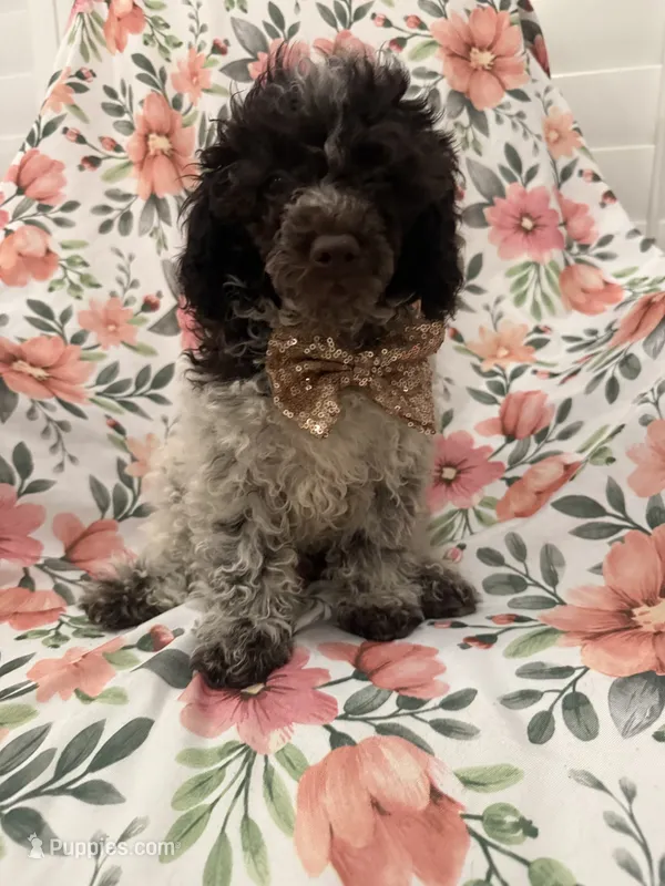 Tucker  – Poodle - Toy  puppy for sale in Merritt Island, FL