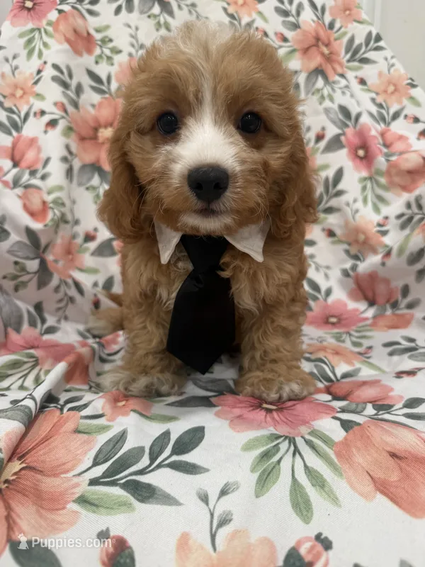 Colby  – Cavapoo puppy for sale in Merritt Island, FL