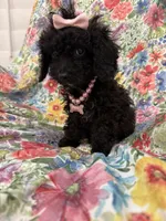 Pepper , a female Poodle - Toy  and Cavachon for sale in Merritt Island, FL – 4 of 8