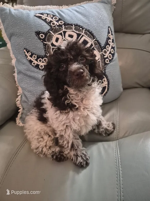 Tucker  – Poodle - Toy  puppy for sale in Merritt Island, FL