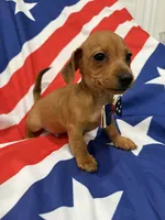 Tater Tot , a male Miniature Dachshund for sale in Merritt Island, FL – 4 of 9