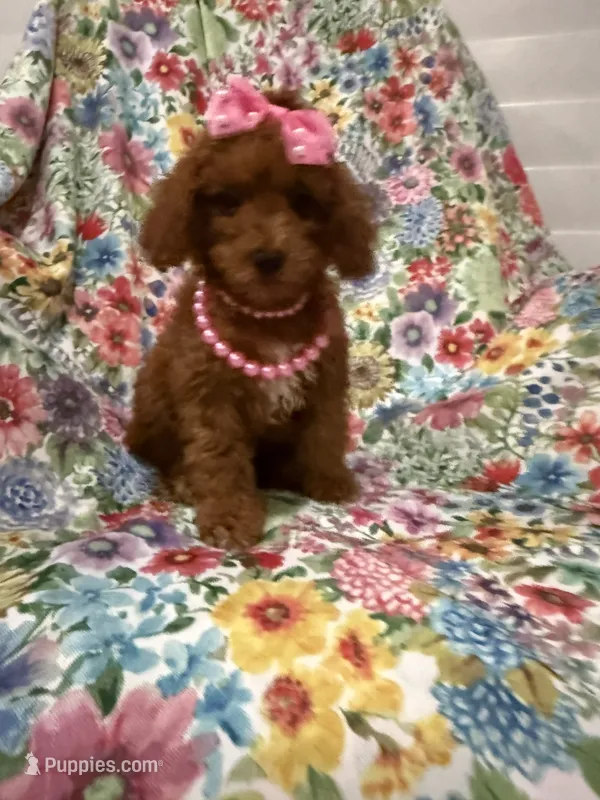 Scarlett – Poodle - Miniature  puppy for sale in Merritt Island, FL