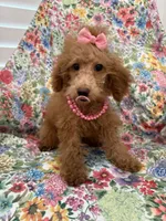 Madison , a female Poodle - Miniature  for sale in Merritt Island, FL – 5 of 7