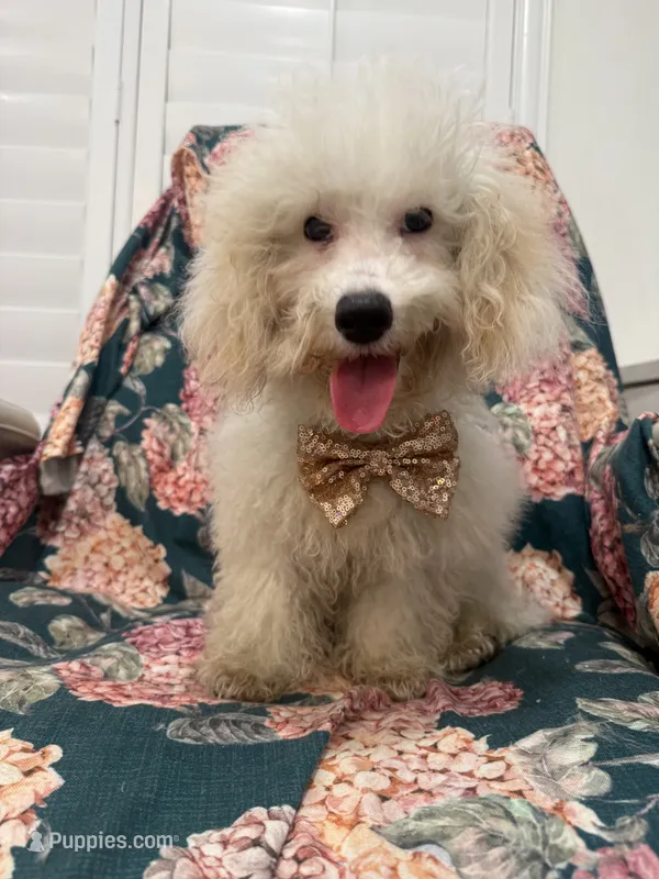 Remi  – Maltipoo puppy for sale in Merritt Island, FL