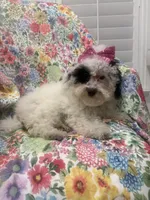 Lilly , a female Poodle - Miniature  for sale in Merritt Island, FL – 3 of 8