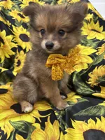 Koda , a male Pomeranian for sale in Merritt Island, FL – 7 of 10