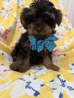 Zeus , a male Yorkipoo for sale in Merritt Island, FL – 3 of 8