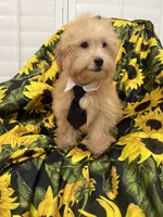 Jax , a male Yorkipoo for sale in Merritt Island, FL – 4 of 7