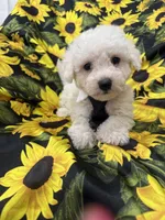 Milo , a male Bichon Frise for sale in Merritt Island, FL – 6 of 10