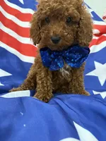 Alex , a male Poodle - Miniature  for sale in Merritt Island, FL – 2 of 6