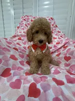Simba , a male Poodle - Miniature  for sale in Merritt Island, FL – 8 of 10