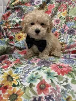 Peaches 🍑 , a male Maltipoo for sale in Merritt Island, FL – 7 of 9