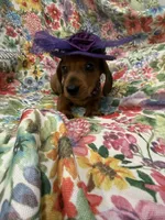 Peebles , a female Miniature Dachshund for sale in Merritt Island, FL – 6 of 10