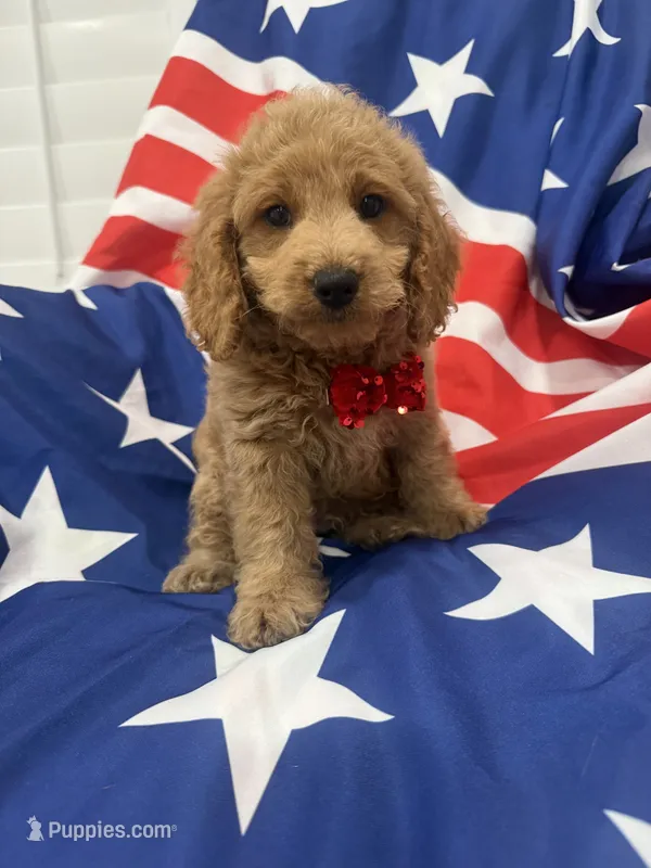 Hunter – Poodle - Miniature  puppy for sale in Merritt Island, FL