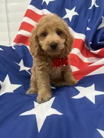 Hunter, a male Poodle - Miniature  for sale in Merritt Island, FL – 4 of 8
