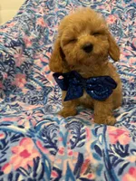 Cameron , a male Poodle - Miniature  and Cavachon for sale in Merritt Island, FL – 4 of 5